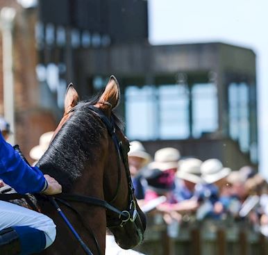 CHAMPIONS OF THE TURF HEADLINE ANOTHER YEAR OF ACHIEVEMENT FOR THE TOWN OF NEWMARKET