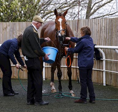 Stable Staff & Stabling
