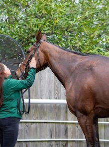 Horse Welfare at Cheltenham