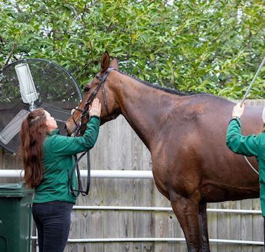 Horse Welfare at Cheltenham
