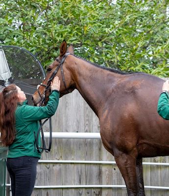 Horse Welfare at Cheltenham