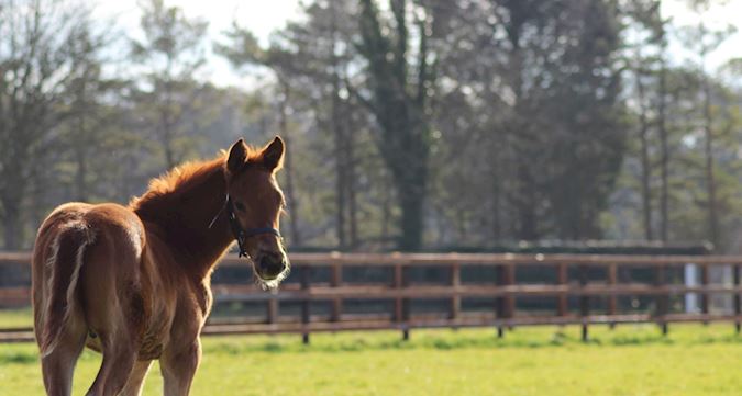 Our investment in racing's future