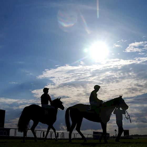 HorseWelfare_DualContent (1).jpg