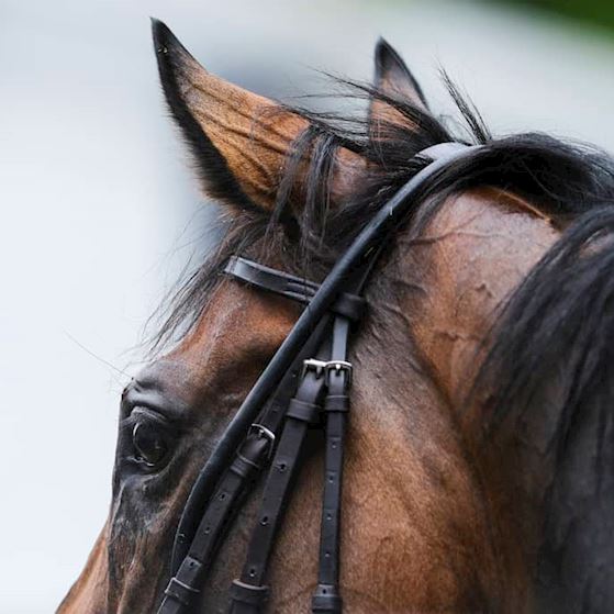 HorseWelfare_DualContent (2).jpg
