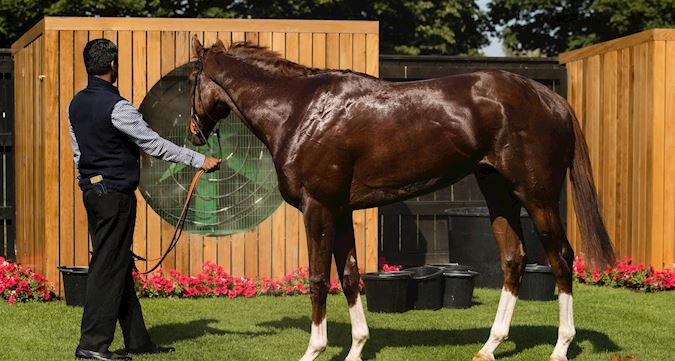 Horse Welfare at Newmarket