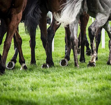 Owners & Trainers Information