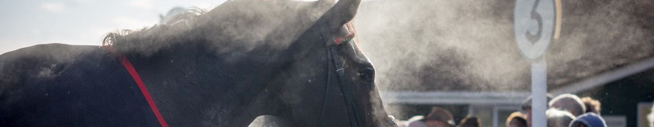 Sandown park Venue Accessibility