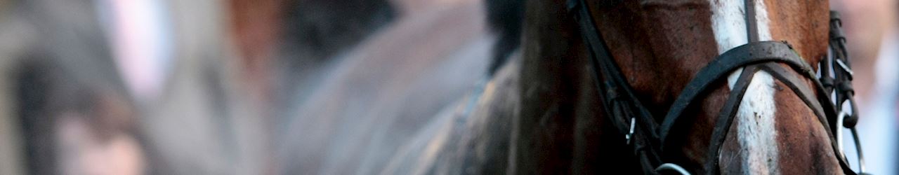 Sandown Park Racecourse Committee Members