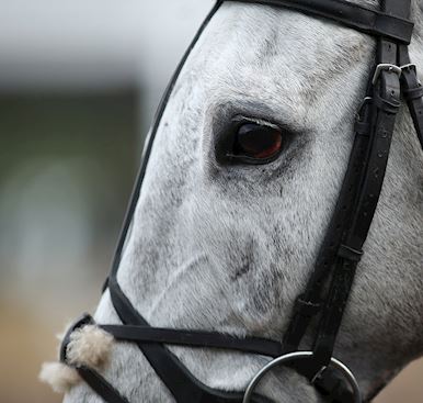 Wincanton Annual Badge Holders