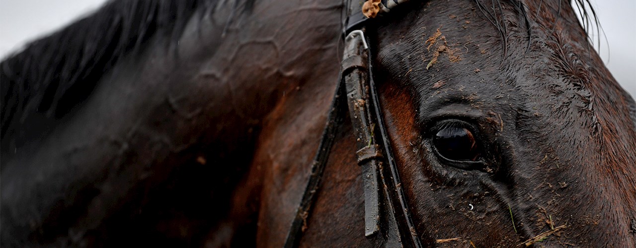 Tattersalls Cheltenham Sales