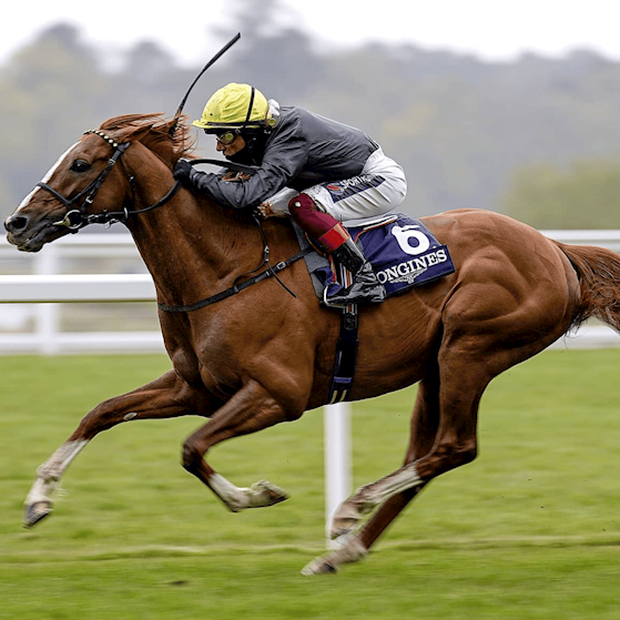 Untitled design (43) (1).png